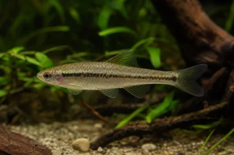 Lilius sp Limuli