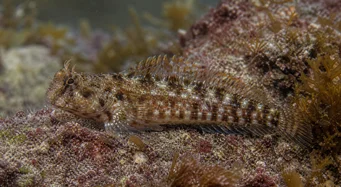 Lipophrys pholis Yleinen