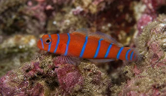 Lythrypnus dalli