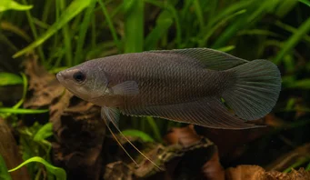 Macropodus concolor Musta makropodi