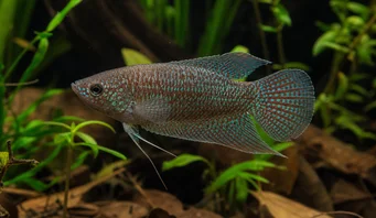 Macropodus cupanus Ruskea-hännän kalastuskala