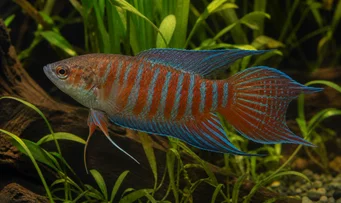 Macropodus opercularis Paratiisi