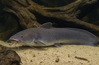 Malapterurus electricus Sähköinen monni