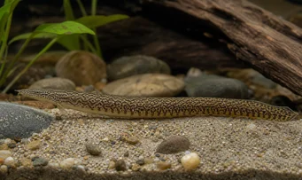 Mastacembelus armatus Jättiläinen selkäranka