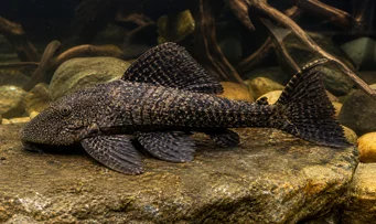 Megalancistrus barrae Megalancistrus barrae