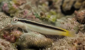 Meiacanthus smithii Blennie mustalla yhtyeellä