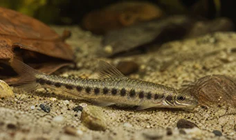 Melanocharacidium dispilomma Melanocharacidium diplomma
