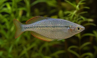 Melanotaenia maccullochi Kääpiö sateenkaarikala