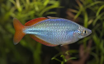 Melanotaenia splendida Cap Yorkin sateenkaarikala