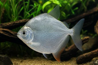 Metynnis hypsauchen Métynnis isoilla päillä