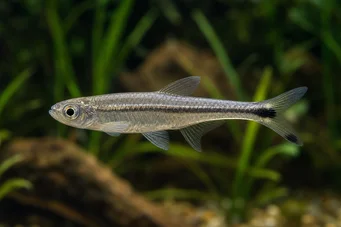 Micralestes elongatus Kapeneva afrikkalainen tetra
