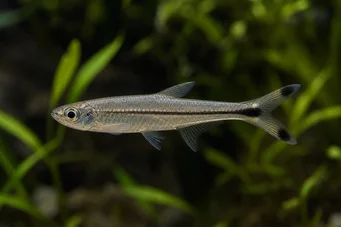 Micralestes humilis Afrikkalainen tera punaisella evällä