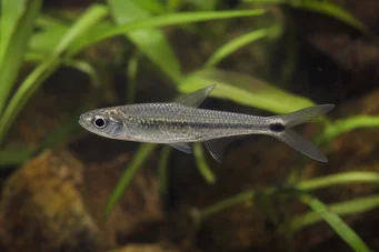 Micralestes occidentalis Länsi -Afrikan tetra