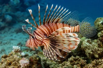 Milles de pterois Skorpionikala