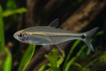 Mimagoniates lateralis Tetra-glande, jolla on estetyt puolet