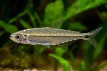 Mimagoniates microlepis Pienet asteikot tetra-barberos