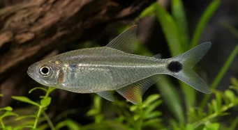 Moenkhausia oligolepis Moenkhausia punaisilla silmillä