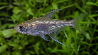 Moenkhausia pittieri Timanttitera