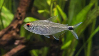 Moenkhausia sanctaefilomenae Moenkhausia punaisilla silmillä