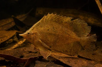 Monocirrhus polyacanthus Palomies