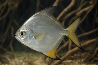 Monodactylus argenteus Kuuhuima