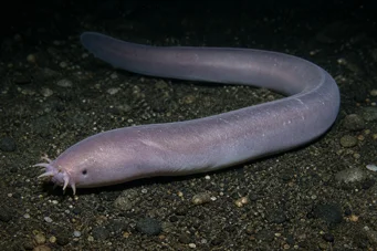 Myxine glutinosa Yleinen myksiini