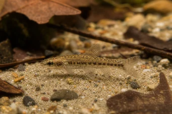Nannocharax parvus (Suuri nauha Nannocharax)