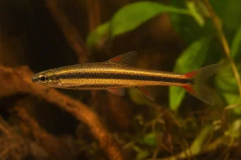 Nannostomus beckfordi (Lyijykynä)