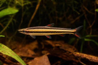 Nannostomus marginatus (Kääpiökynäkala)