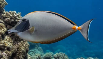 Naso lituratus (Nenän oranssi kannus)