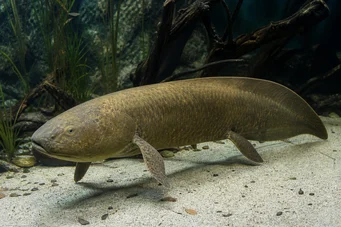 Neoceratodus forsteri (Australian Dipneuste, Austin Barramanda.)