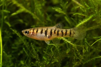Neohaterandria elegans Tyylikäs heterandria