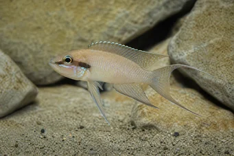 Neolamprologus brichardi