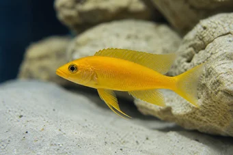 Neolamprologus leleupi (Sitruuna)