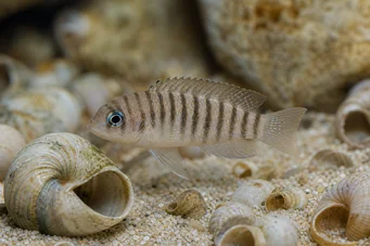 Neolamprologus multifasciatus (Lamprologi)