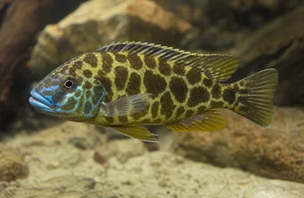 Nimbochromis venustus (Venustus, Peacock -kansi)