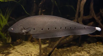 Notopterus afer