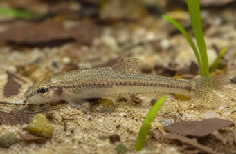 Odontocharacidium aphanes Odontochacharacidium -aphaanit