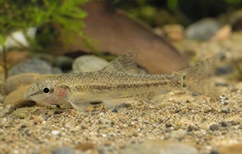 Odontocharacidium sp. aff. aphanes Vihreä kääpiö