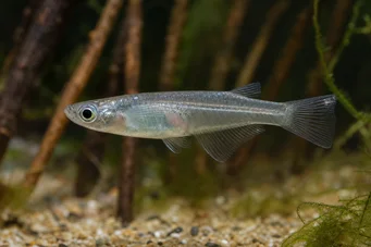 Oryzias melastigma Java -tappaja