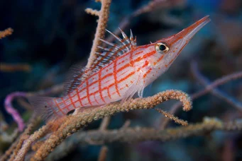 Oxycirrhites typus Skotlerit