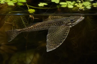 Pantodon buchholzi (Perhonkala)