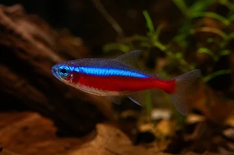 Paracheirodon axelrodi (Tetra -kardinaali)