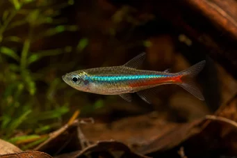 Paracheirodon simulans (Sininen neon)