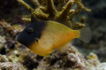 Pervagor melanocephalus (Puna-hännän kalat)