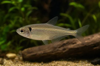 Phenacogaster pectinatus Pectinatus, kultainen nauha tetra