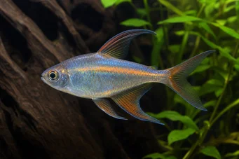 Phenacogrammus Congo II Tetra du Kongon sitruuna