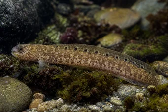 Pholis gunnellus (Gonnelli)