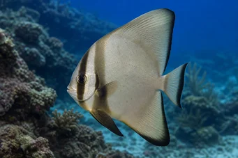 Platax orbicularis (Orbikulaarinen lepakkokala)