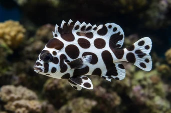 Plectorhinchus chaetodonoides (Arlequin -kaaviokalat)